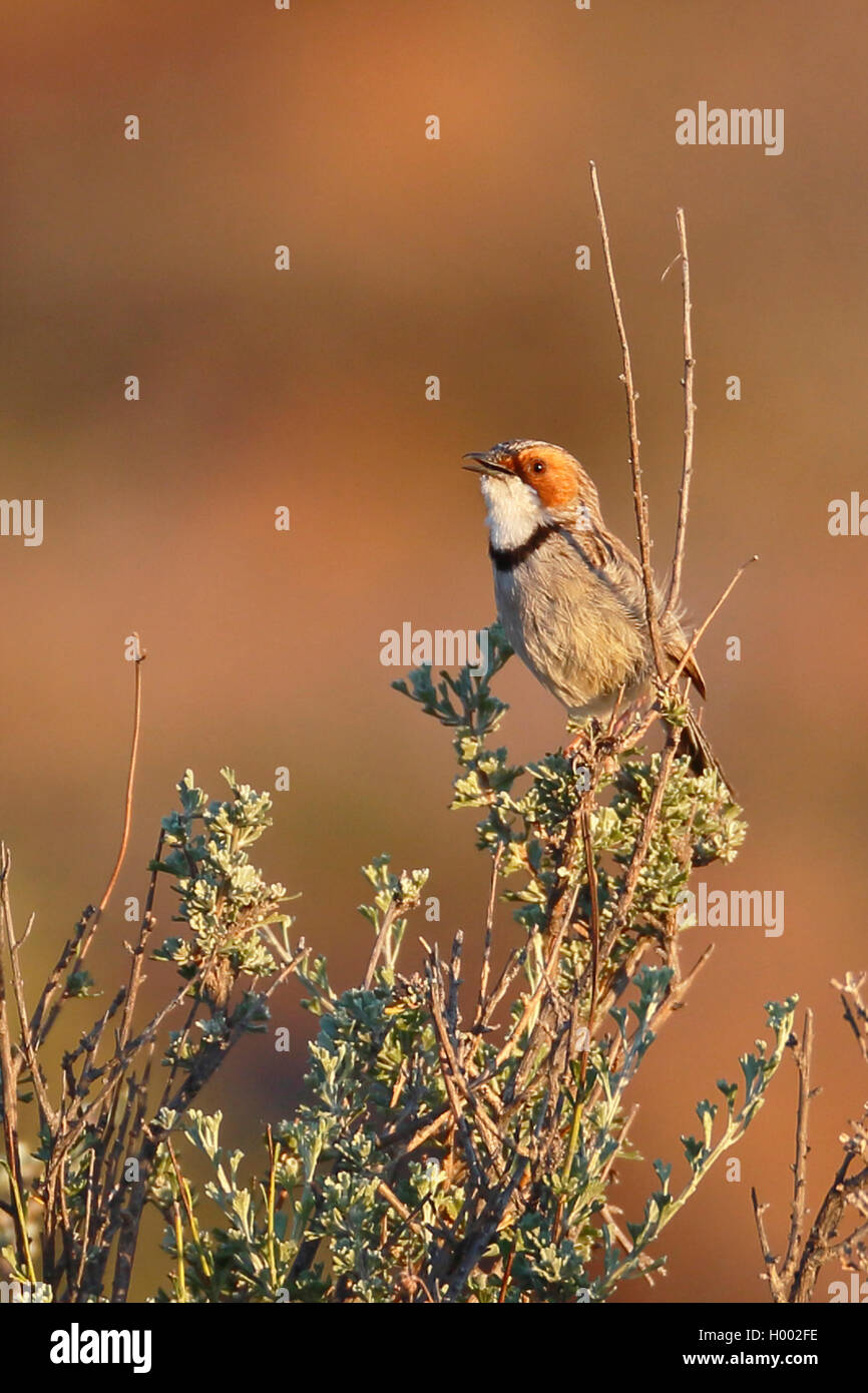 Rufous-eared prinia (Prinia pectoralis), männlich in einem Busch singt, Südafrika, Western Cape, Karoo National Park Stockfoto