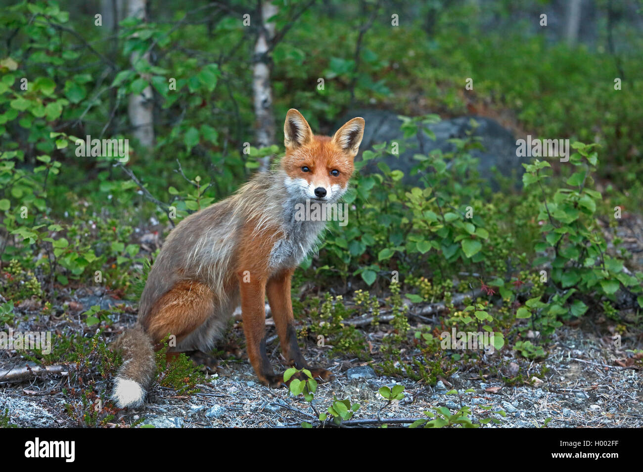 Red Fox (Vulpes vulpes), am Waldrand, Finnland sitzend, Sevettijaervi Stockfoto