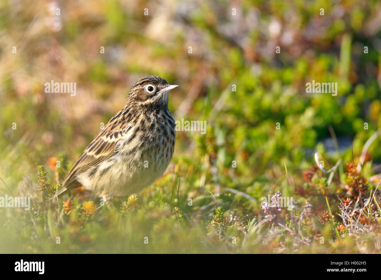 Red-throated pitpit (Anthus cervinus), juvenile Vogel in Fjell, Seitenansicht, Norwegen, Varangerhalvøya Stockfoto