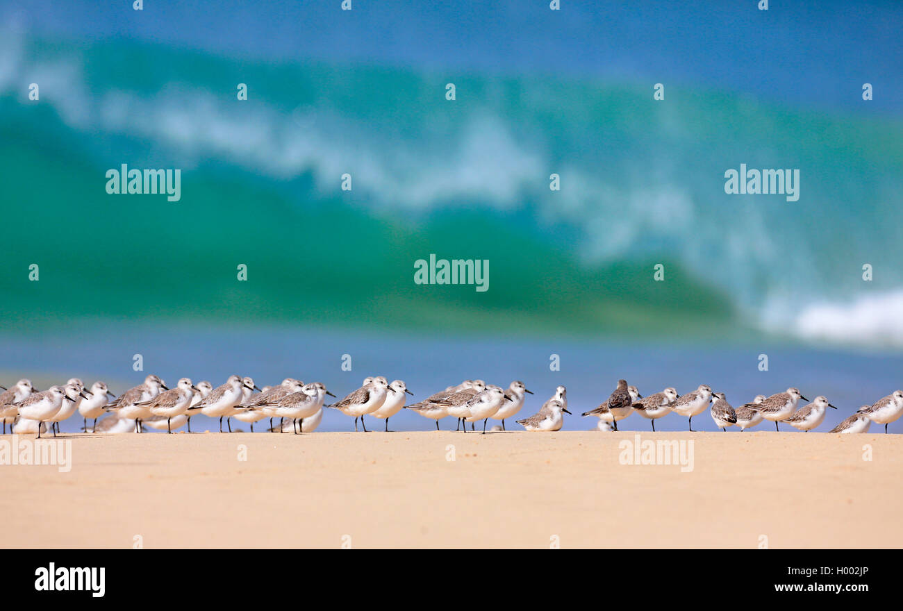 Sanderling (Calidris alba), Flock am Strand, Kap Verde, Boa Vista Stockfoto