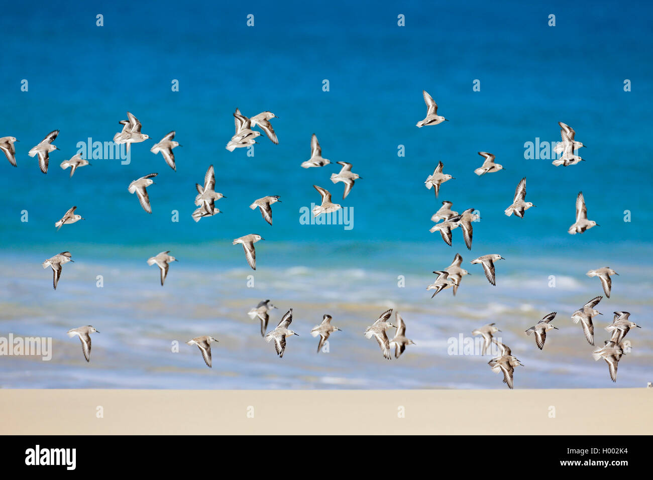 Sanderling (Calidris alba), Flock Fliegen am Meer, Kap Verde, Boa Vista Stockfoto
