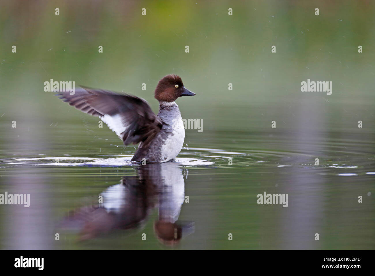Schellente, Bucephala clangula Entlein (goldeneye), Schwimmen weibliche flappinge Flügel, Spiegelbild, Finnland, Nordfinnland Stockfoto