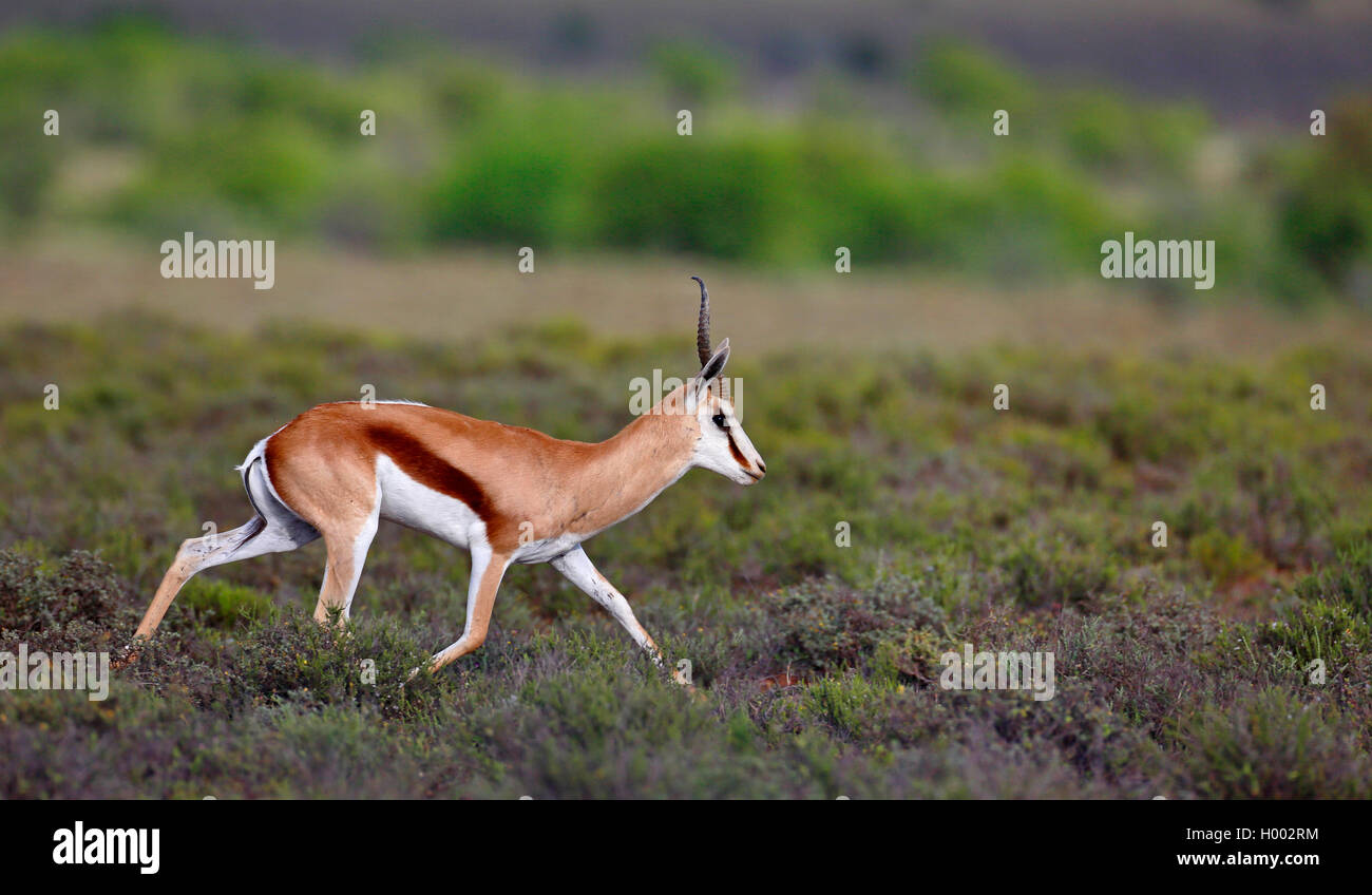 Springböcke, Springböcke (Antidorcas marsupialis), Springbock, Südafrika, Eastern Cape, Camdeboo National Park Stockfoto