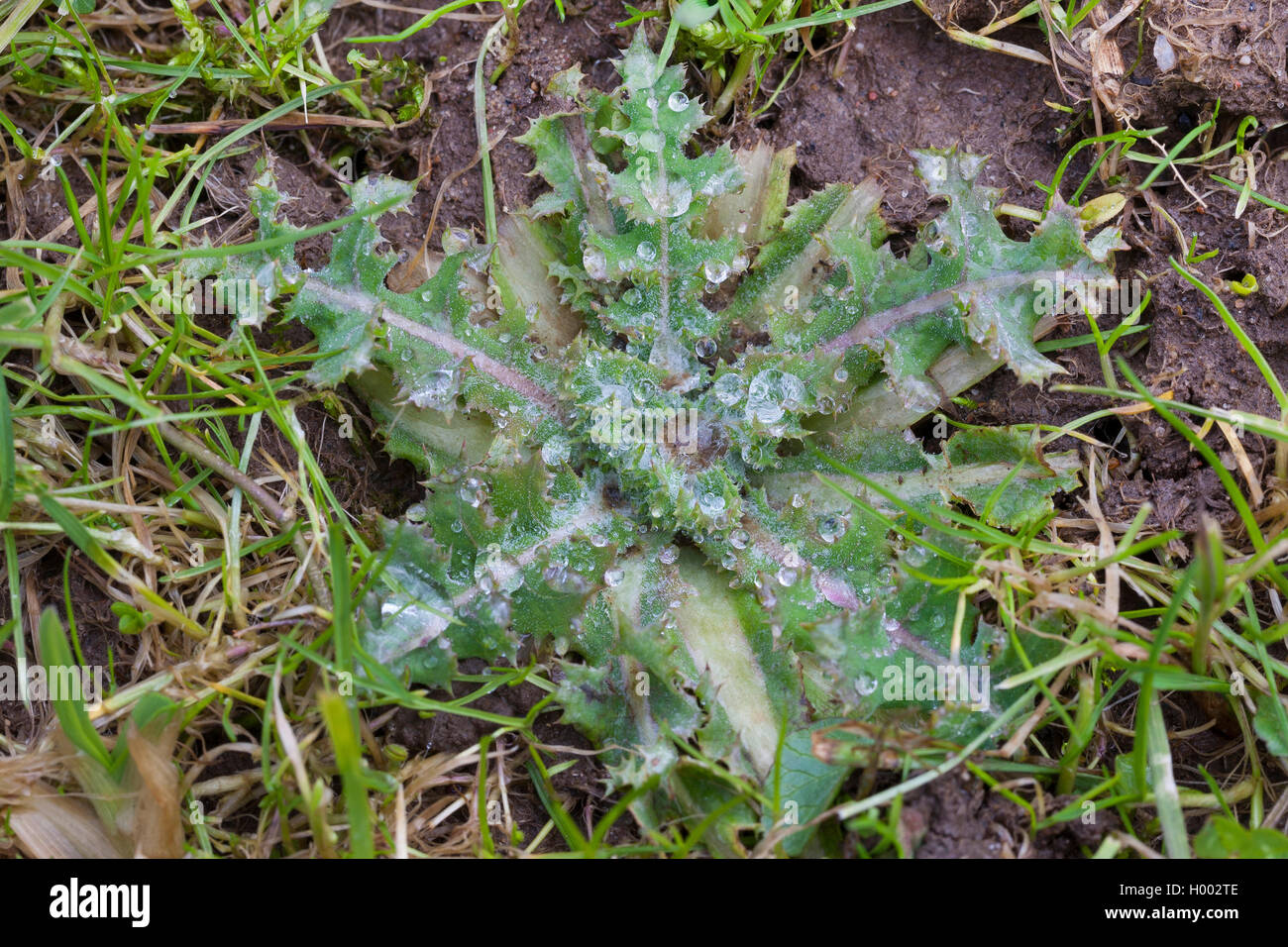 Kanada Distel, creeping Thistle (Cirsium arvense), Blattrosette, Deutschland Stockfoto