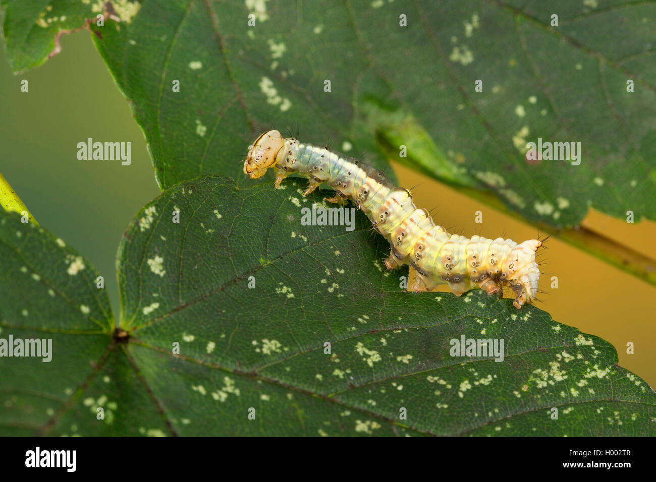 Ahorn (Ptilodon cucullina Prominent, Ptilodontella cucullina, Lophopteryx cuculla), Caterpillar auf einem Blatt, Deutschland Stockfoto