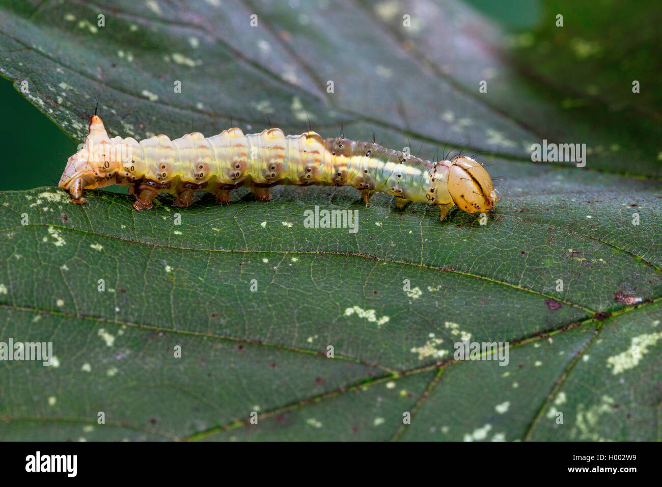 Ahorn (Ptilodon cucullina Prominent, Ptilodontella cucullina, Lophopteryx cuculla), Caterpillar auf einem Blatt, Deutschland Stockfoto
