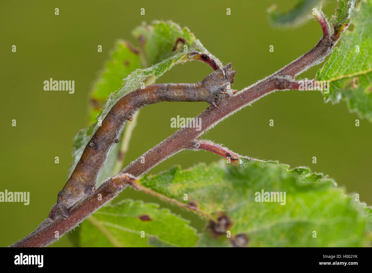 Motte (Biston betularia gepfeffert, Biston betularius, Amphidasis betularia), Caterpillar auf einer Weide Zweig, Deutschland Stockfoto