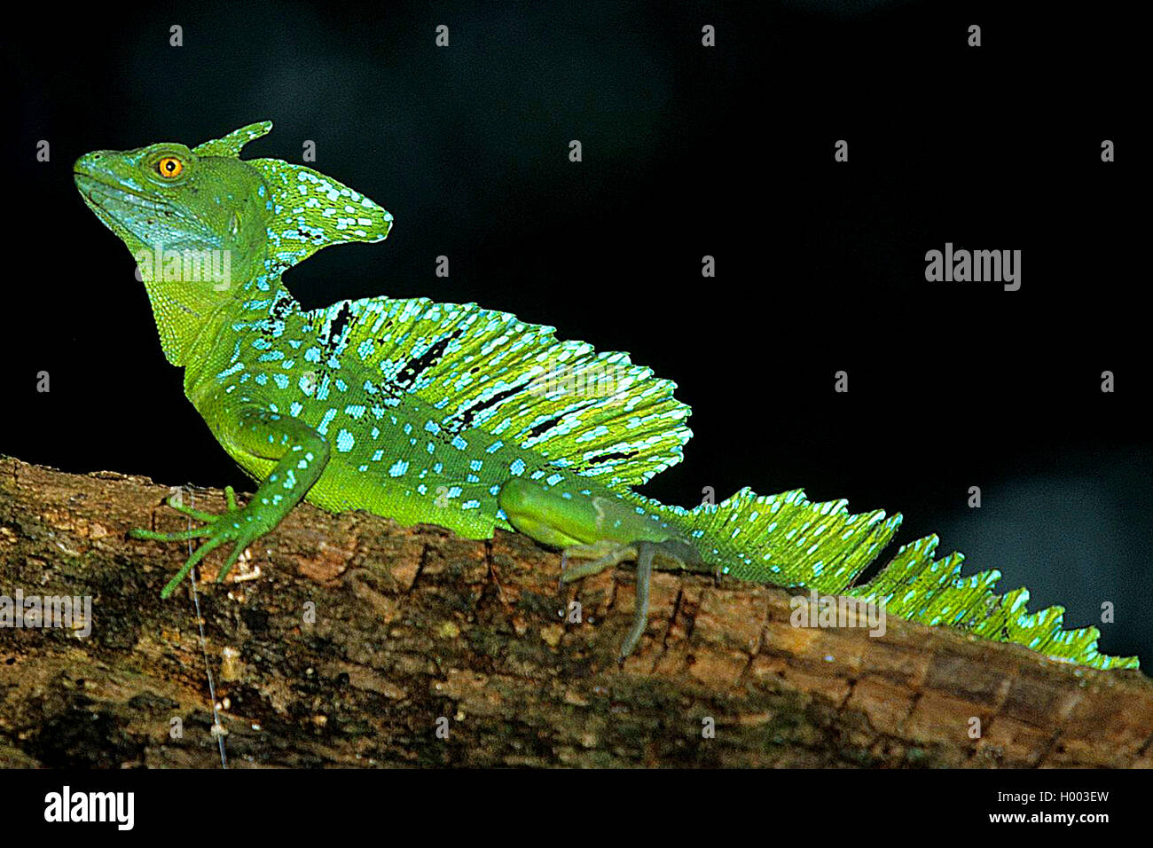 Grüne Basilisk, gefiederten Basilisk, double-Crested Basilisk (Basiliscus plumifrons), male auf einem Ast sitzt, Costa Rica Stockfoto