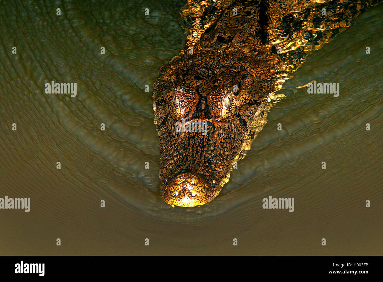 Spectacled Kaimane (Caiman crocodilus), Porträt, Costa Rica Stockfoto