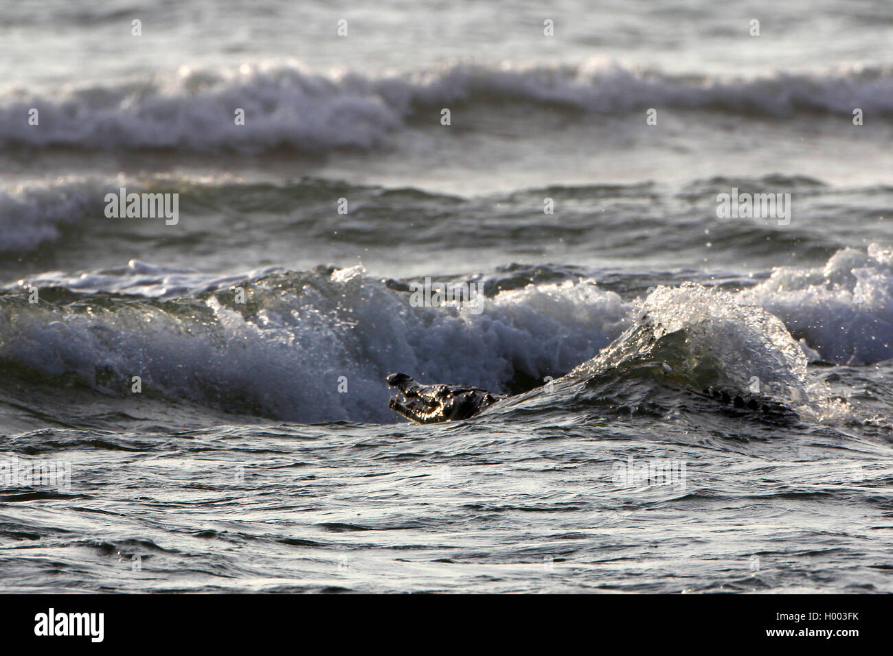 Spitzkrokodil (Crocodylus acutus), Schwimmen im Meer, Costa Rica Stockfoto