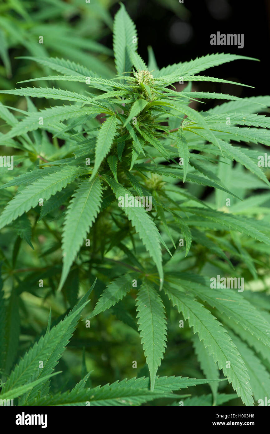 Indischer Hanf, Marihuana, mary jane (Cannabis sativa var. Indica, Cannabis indica), hempplant Stockfoto