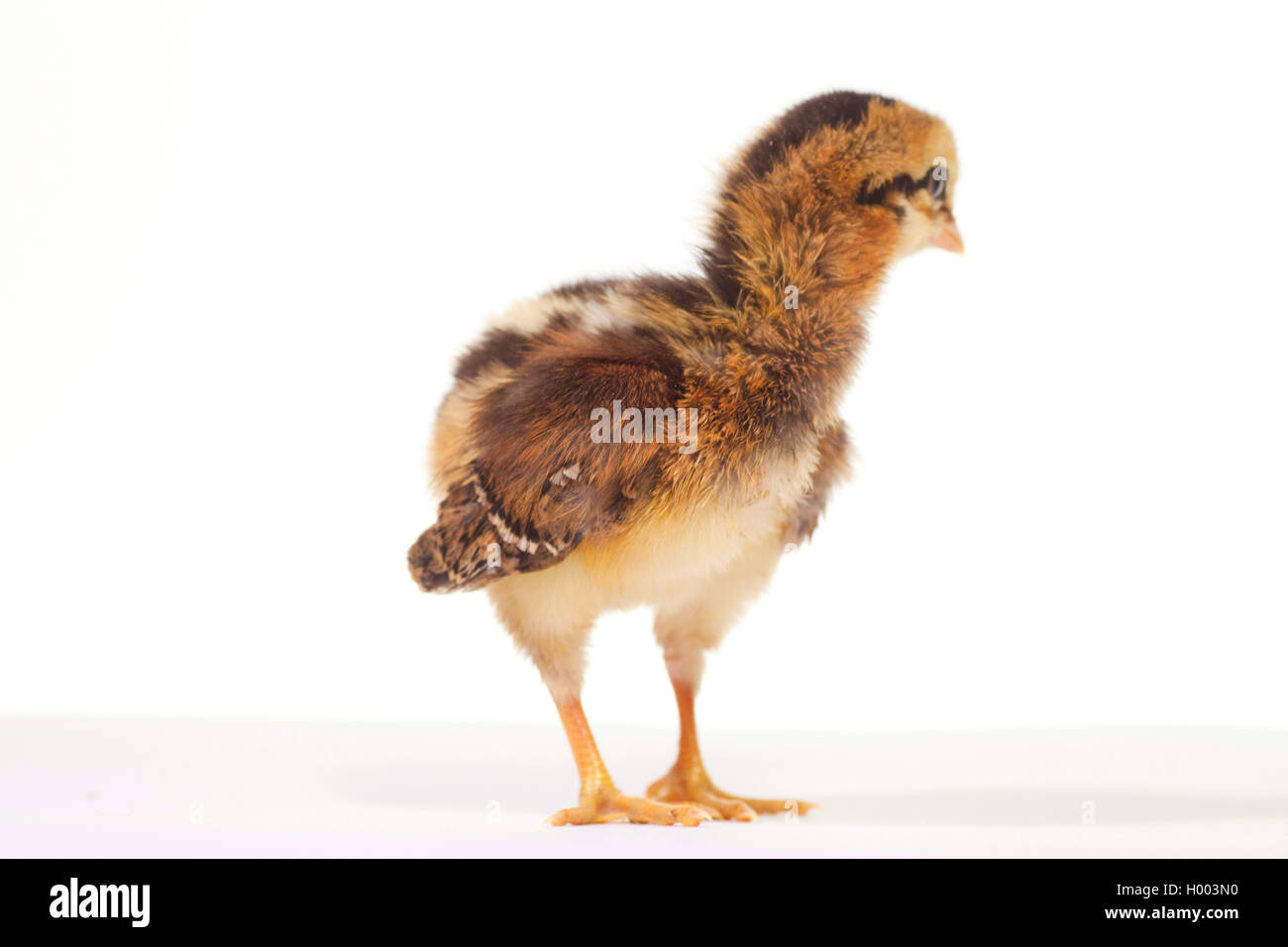 Araucana Geflügel, Araucana, Araucana Huhn, Südamerikanische Rumpless (Gallus gallus f. domestica), Küken, ausgeschnitten Stockfoto