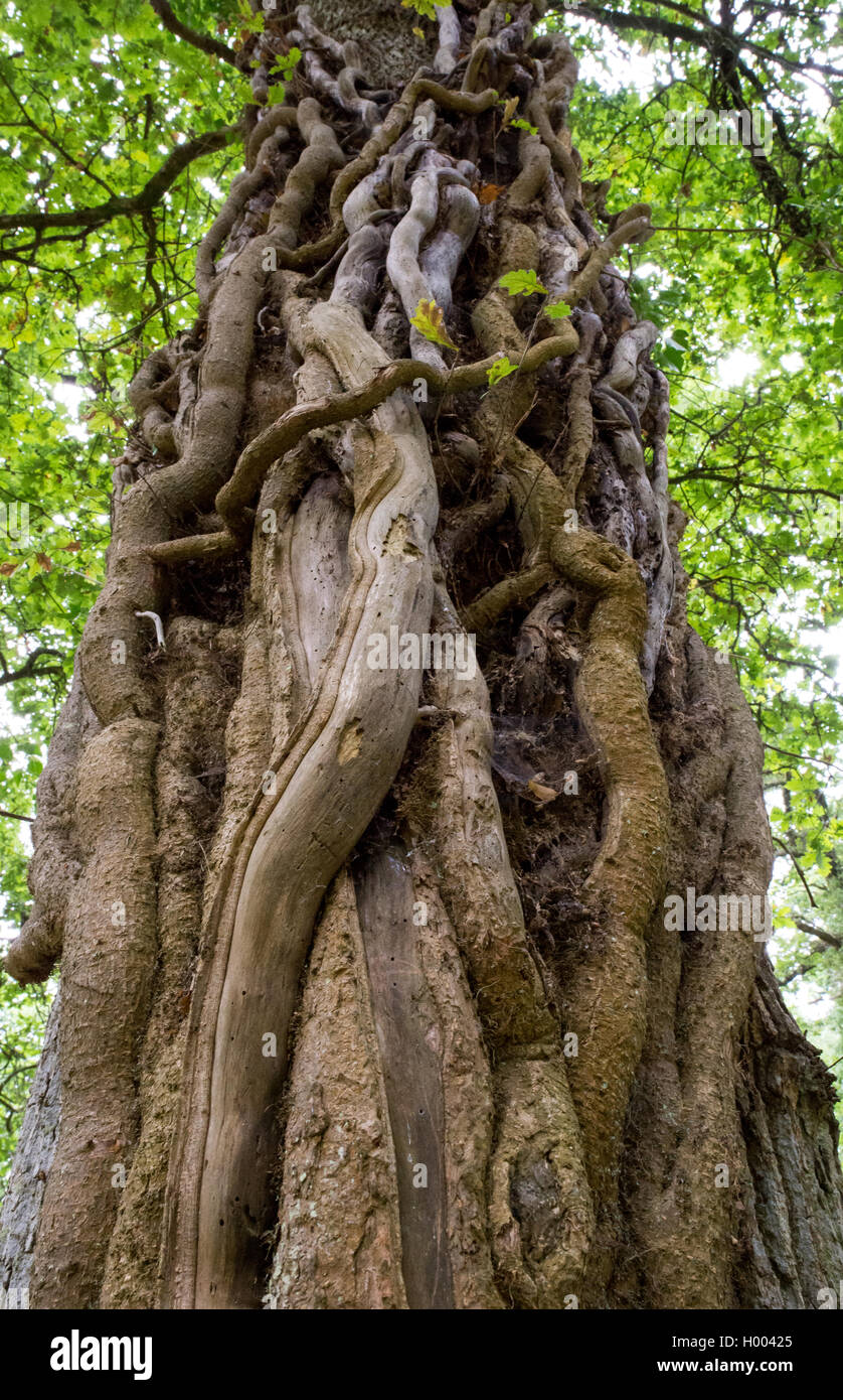 Großer reifer gedrehter Efeu klettert und klammert sich am Stamm eines Baumes fest Stockfoto