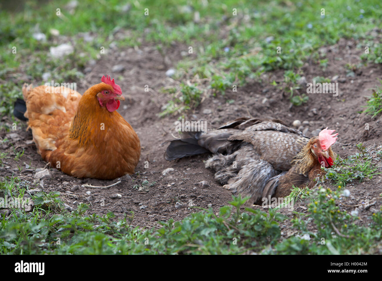 New Hampshire Gefluegel (Gallus gallus f. domestica), zwei Hühner im Garten liegen, Deutschland Stockfoto