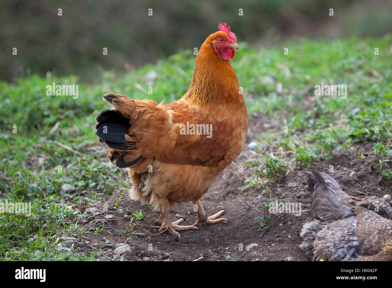 New Hampshire Gefluegel (Gallus gallus f. domestica), stehen im Garten, Seitenansicht, Deutschland Stockfoto