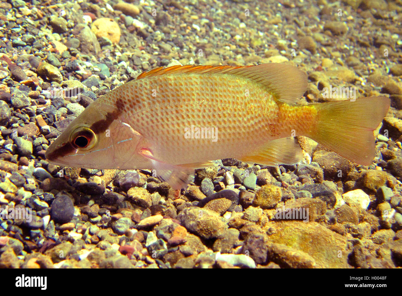 Schoolmaster Snapper, Schulmeister (Lutjanus apodus), Schwimmen, Costa Rica Stockfoto