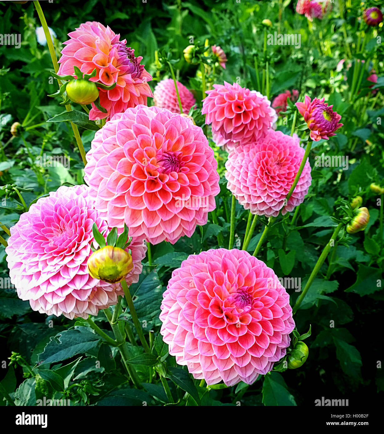 Rosa Dahlien Feld im Sommer Blume Anbau Stockfoto