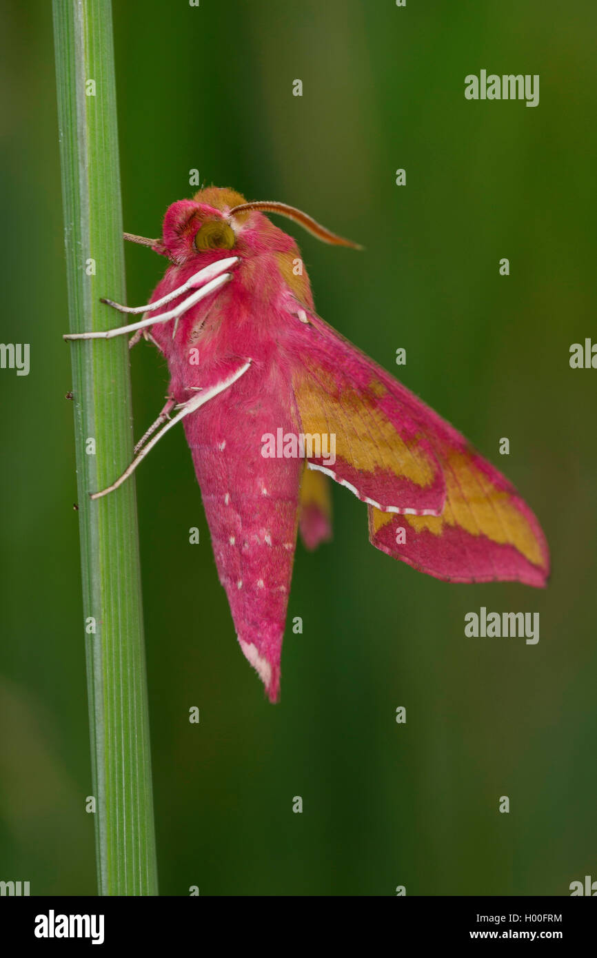 Kleiner Elefant Hawkmoth, kleiner Elefant Falke-Motte (Deilephila Porcellus, Pergesa Porcellus), sitzt auf einem Blatt, Deutschland Stockfoto