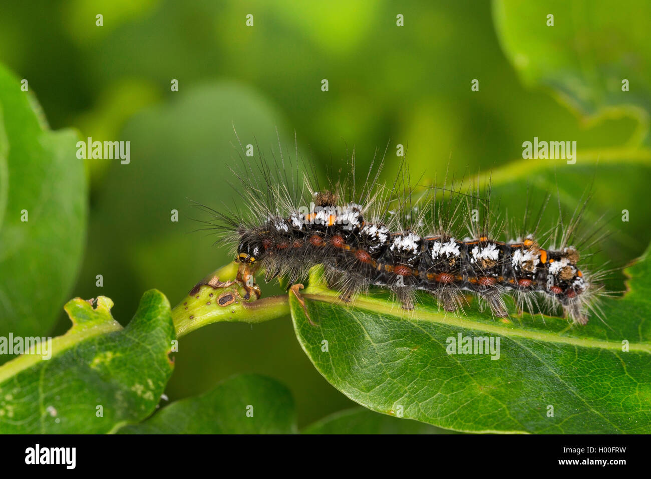 Gelb-Tail, Gold-Tail (Euproctis Similis, Porthesia Similis, Sphrageidus Similis), Raupe auf einem Blatt, Deutschland Stockfoto