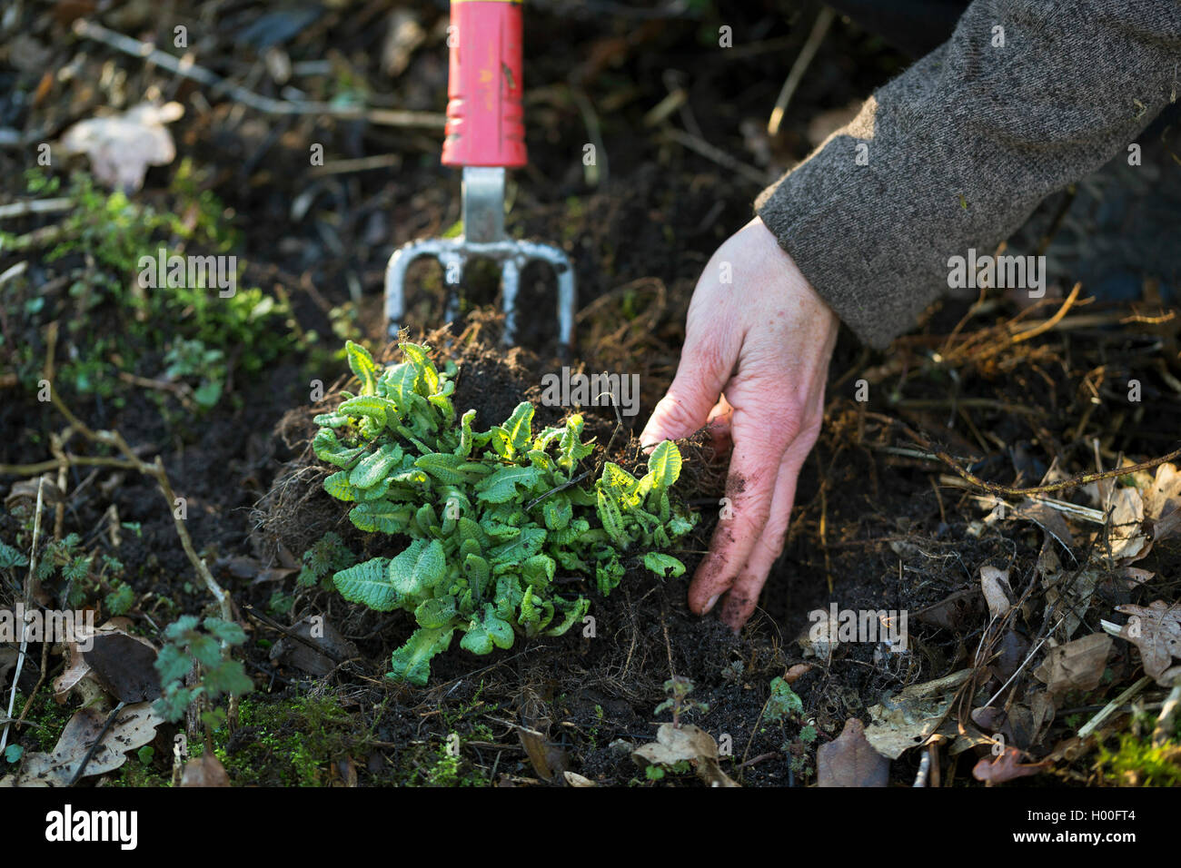 Wahre oxlip (Primula elatiorbegonie Erdbeere), Wurzeln auszugraben, Deutschland Stockfoto