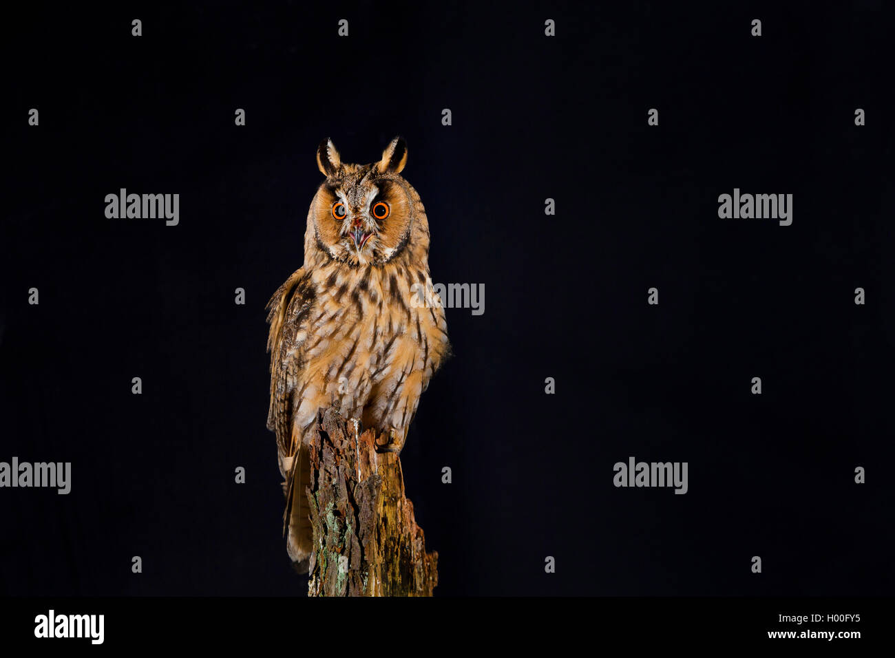 Waldohreule (Asio otus), sitzt auf einem Baum Baumstumpf, Deutschland Stockfoto