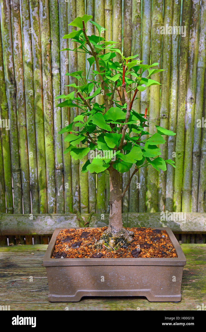Maidenhair tree, Ginkgobaum, Gingko Baum, Ginko (Ginkgo biloba), Bonsai Baum  Stockfotografie - Alamy