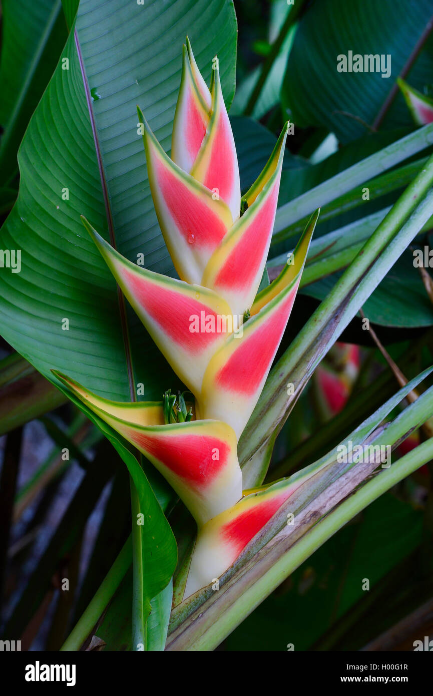 Rainbow Heliconia (Heliconia wagneriana), Blütenstand, Seychellen Stockfoto