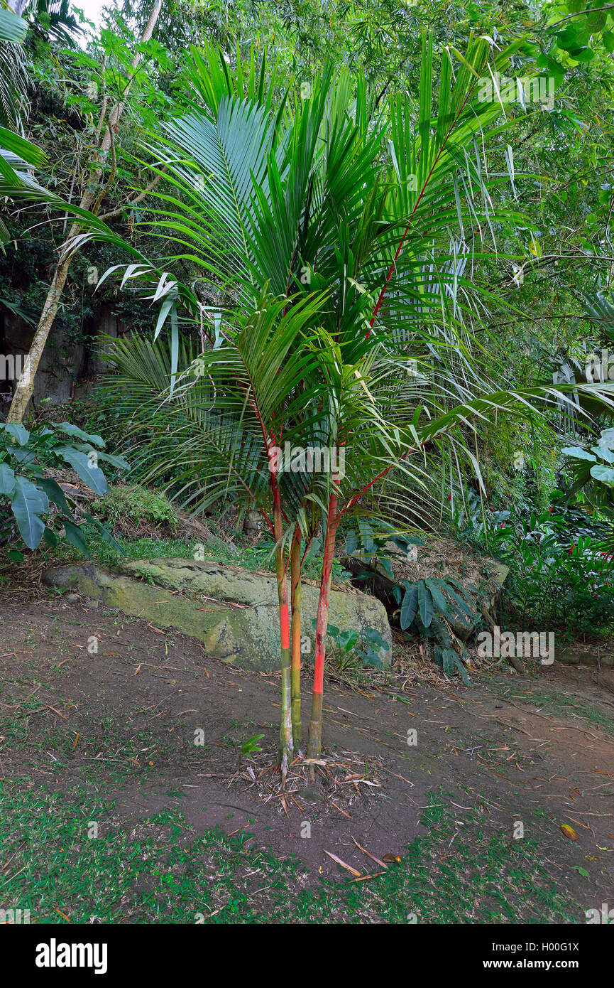 Roten Siegellack Palme, Lippenstift Palm (Cyrtostachys renda), Seychellen, Mahe Stockfoto