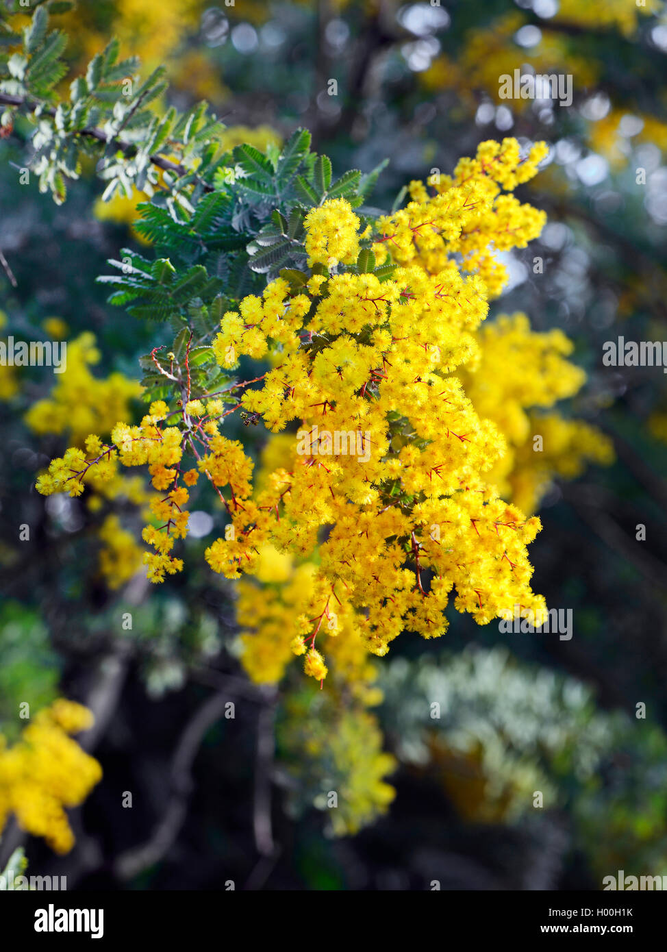 Cootamunda wattle (Acacia Baileyana), blühende, Bundesrepublik Deutschland Stockfoto