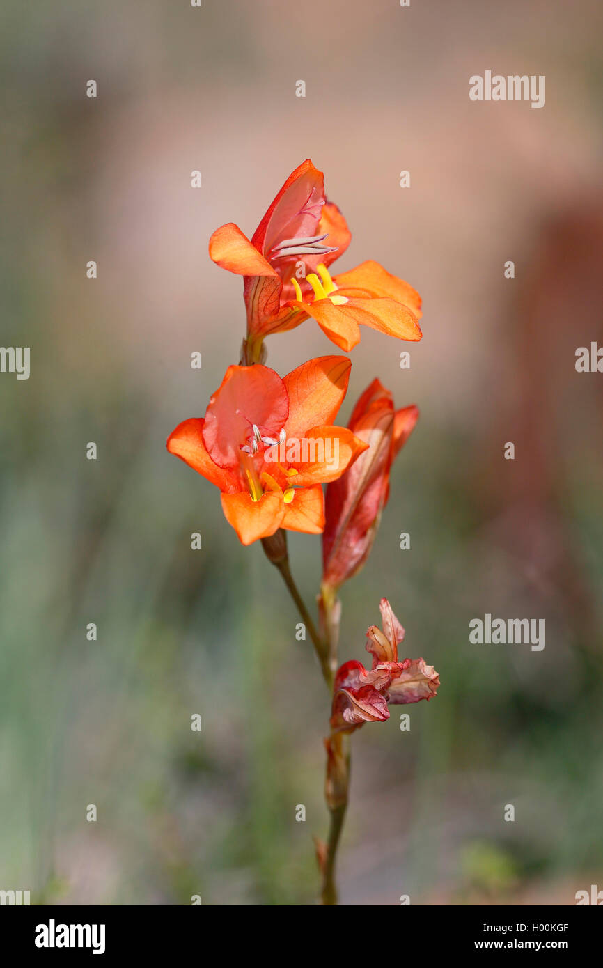 Watsonia Pflanze Stockfotos und -bilder Kaufen - Alamy
