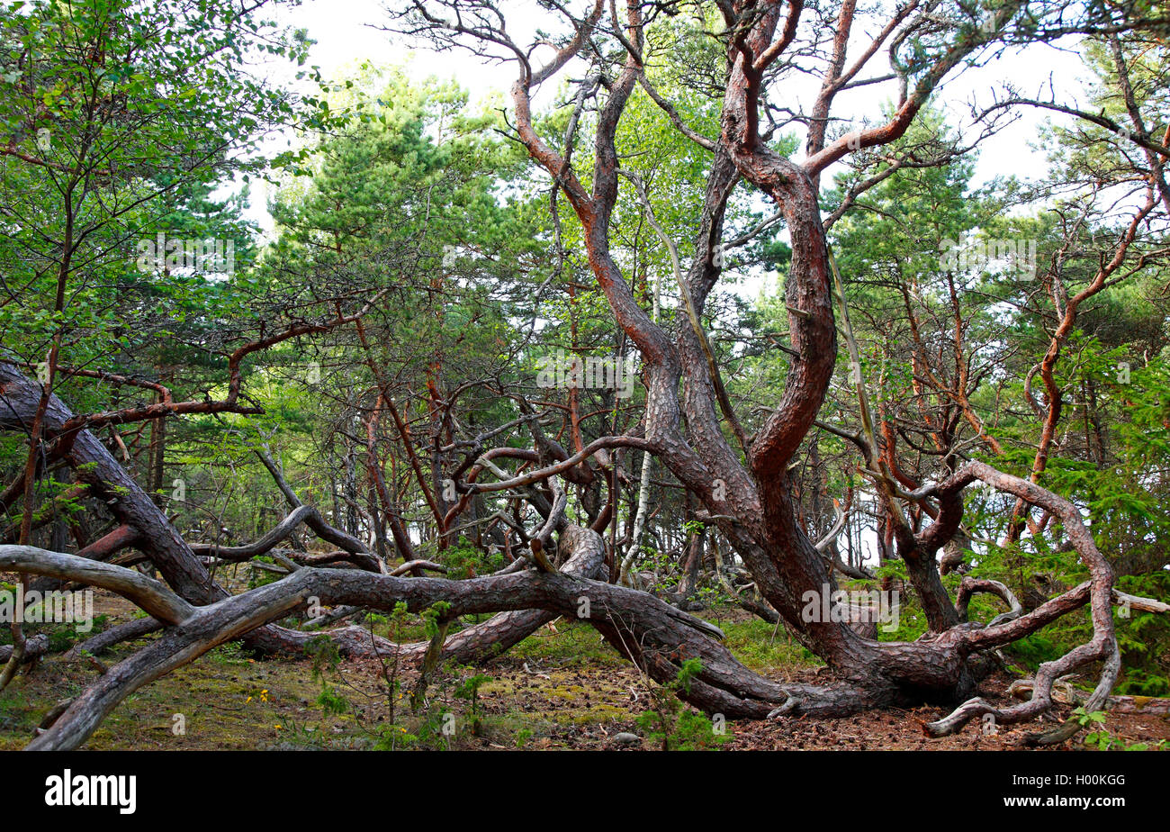 Schottische Kiefer, Kiefer (Pinus sylvestris), Spirale Wachstum in Trollskogen Holz, Schweden, Oeland Stockfoto
