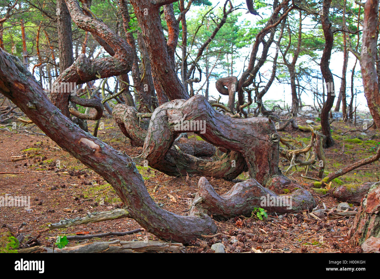 Schottische Kiefer, Kiefer (Pinus sylvestris), Spirale Wachstum in Trollskogen Holz, Schweden, Oeland Stockfoto