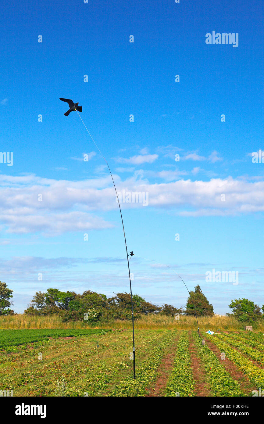 Vogelscheuche mit attrappen von fliegenden Krähen, Schweden, Oeland, Degerhamm Stockfoto