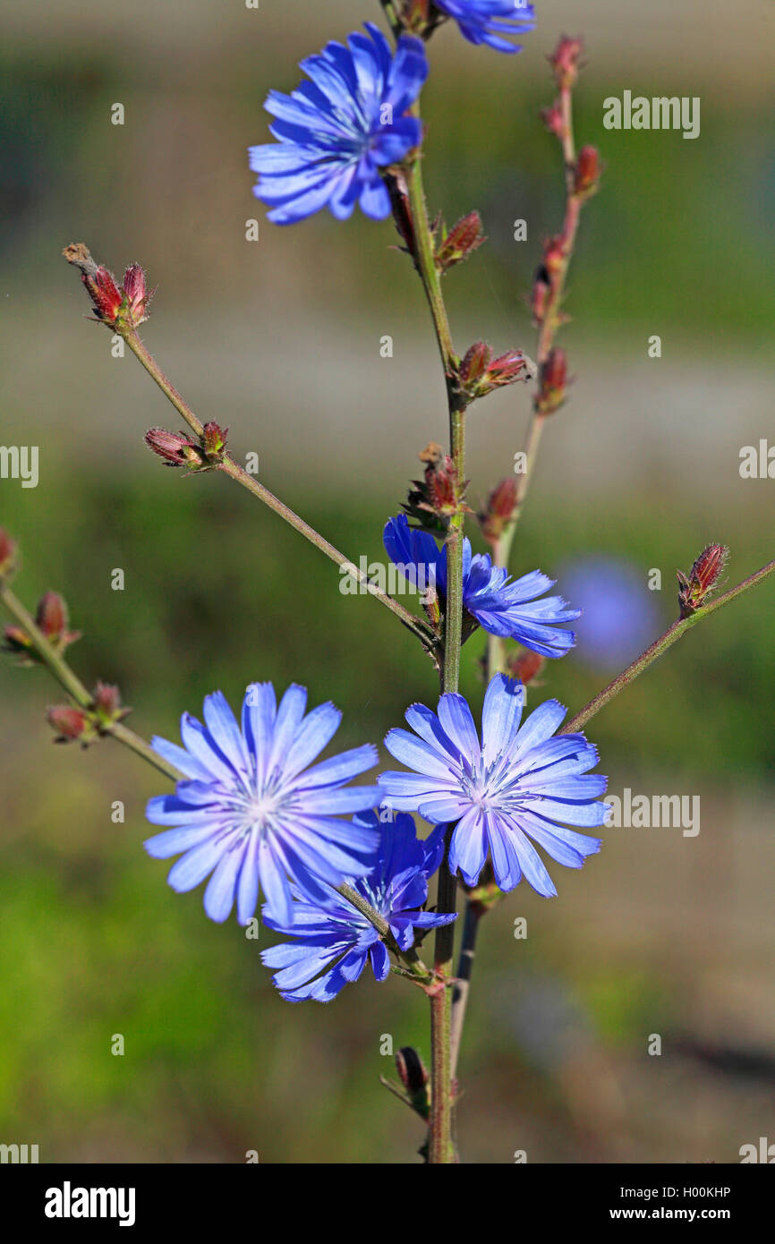 Blauen Matrosen, gemeinsame Chicorée, wilde succory (Cichorium intybus), Blüte, Schweden, Oeland Stockfoto