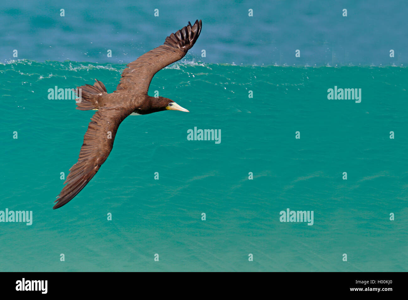 Brown booby (Sula leucogaster), über den Ozean fliegen, Kap Verde, Boa Vista Stockfoto