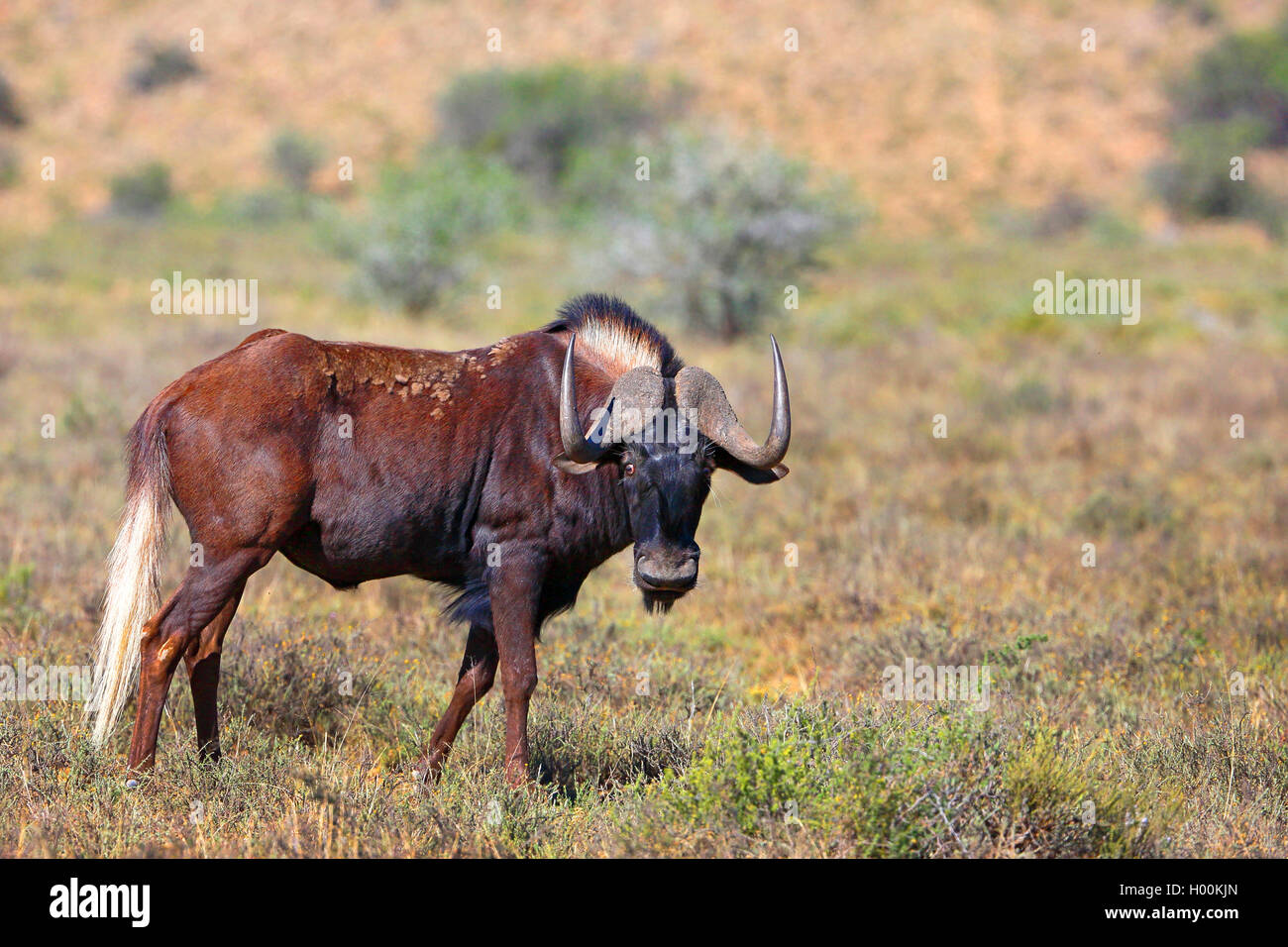 Gnus, White-tailed Gnu (Connochaetes gnou), steht in der Savanne, Südafrika, Eastern Cape, Mountain Zebra National Park Stockfoto