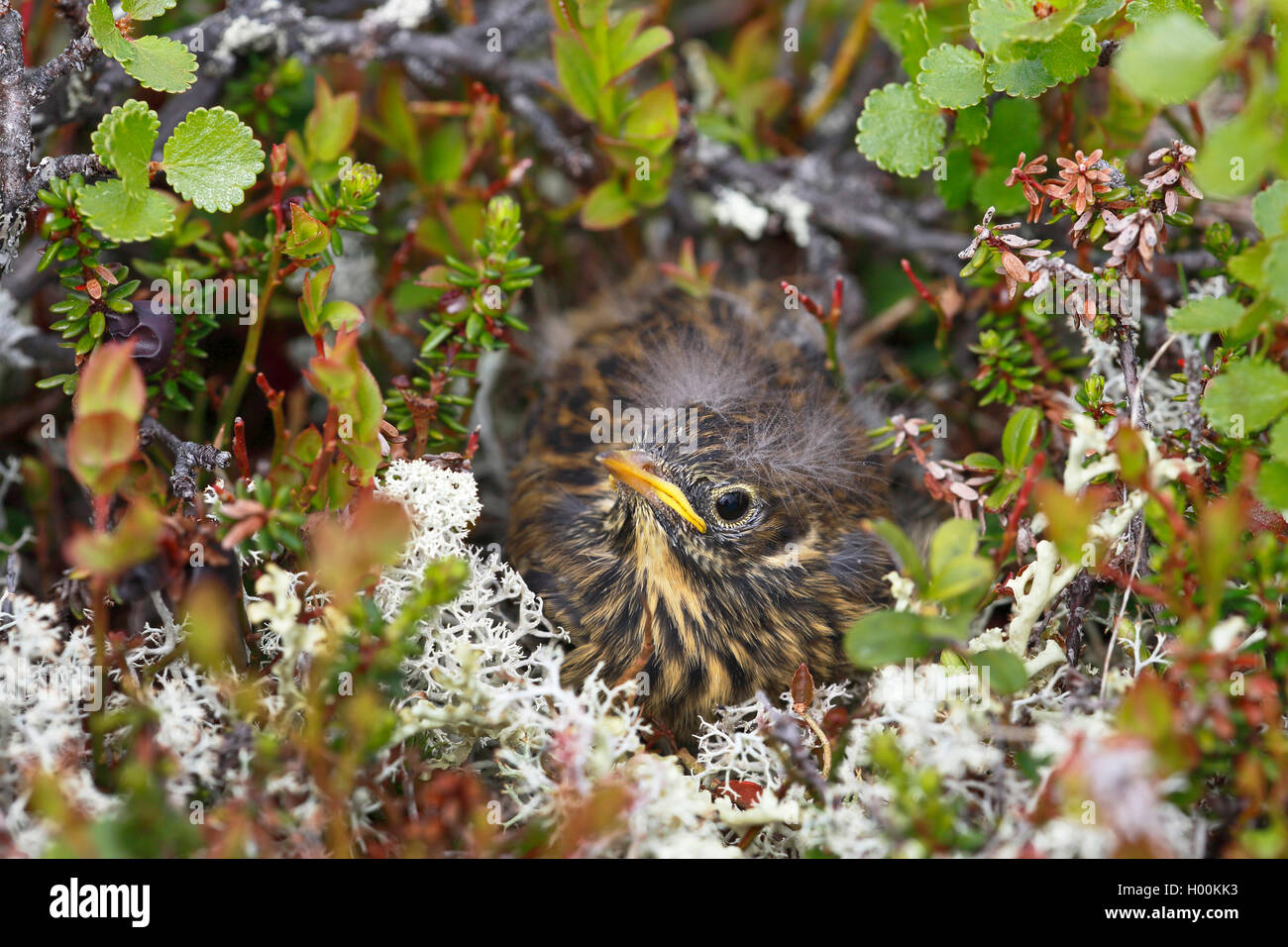 Wiesenpieper (Anthus pratensis), juvenile Vogel im Nest flügge, Norrkoping, Schweden Stockfoto