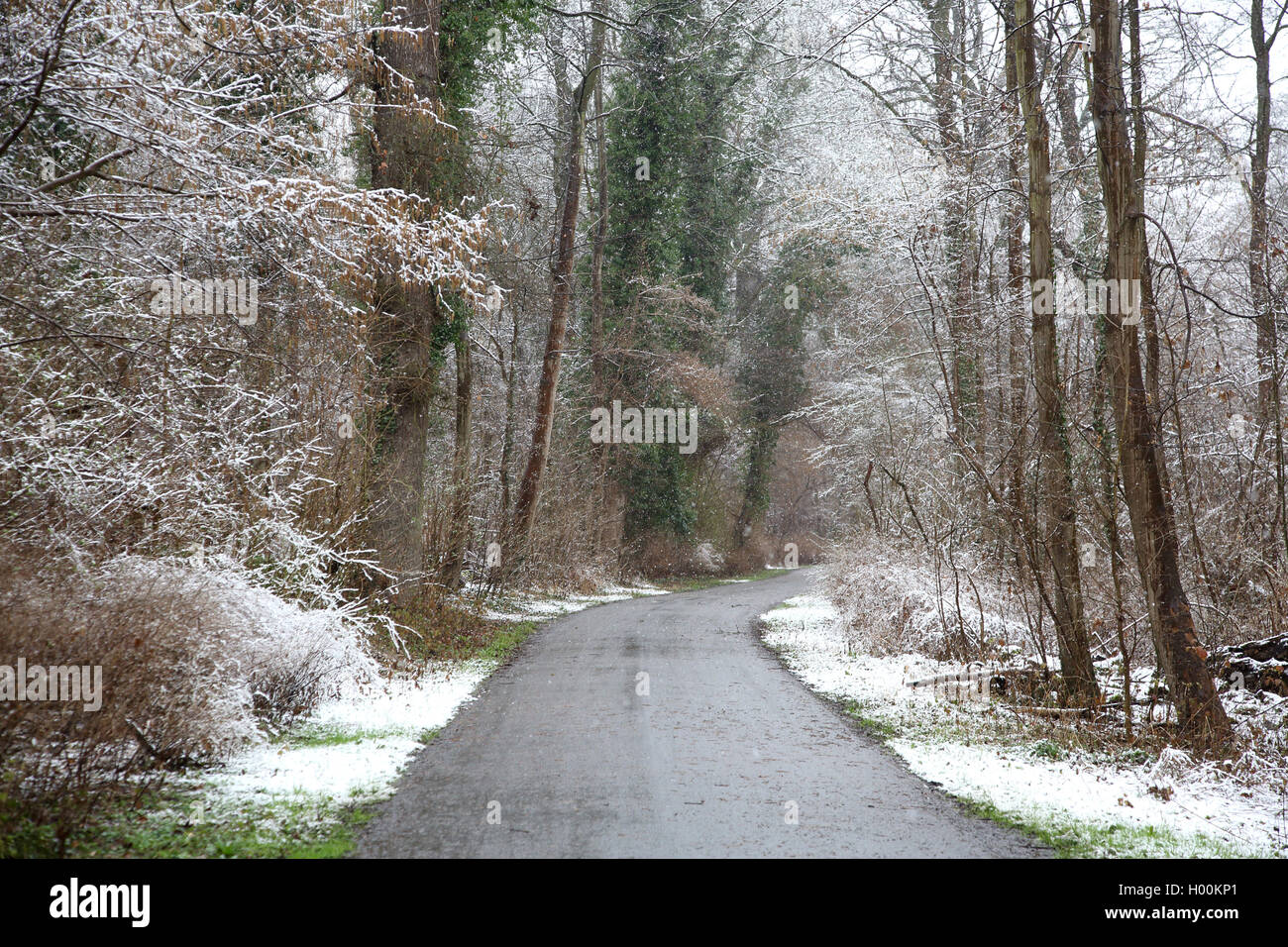 Auenwald mit Pfad im Winter, Deutschland, Baden-Württemberg Stockfoto