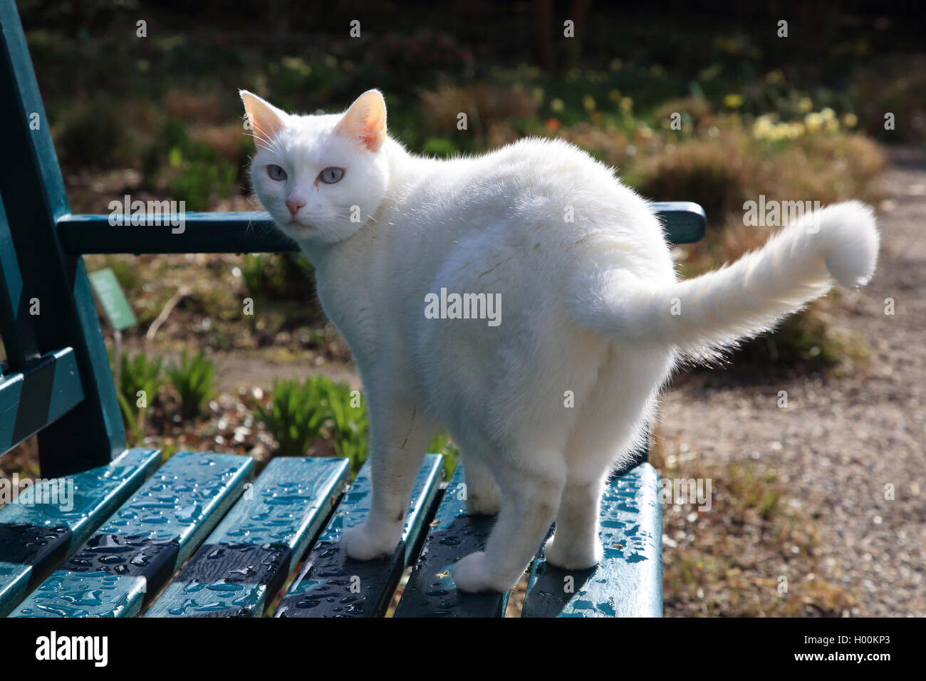 Hauskatze, Hauskatze (Felis silvestris f. catus), weiße Katze auf einem nassen Garten Stuhl, Deutschland Stockfoto