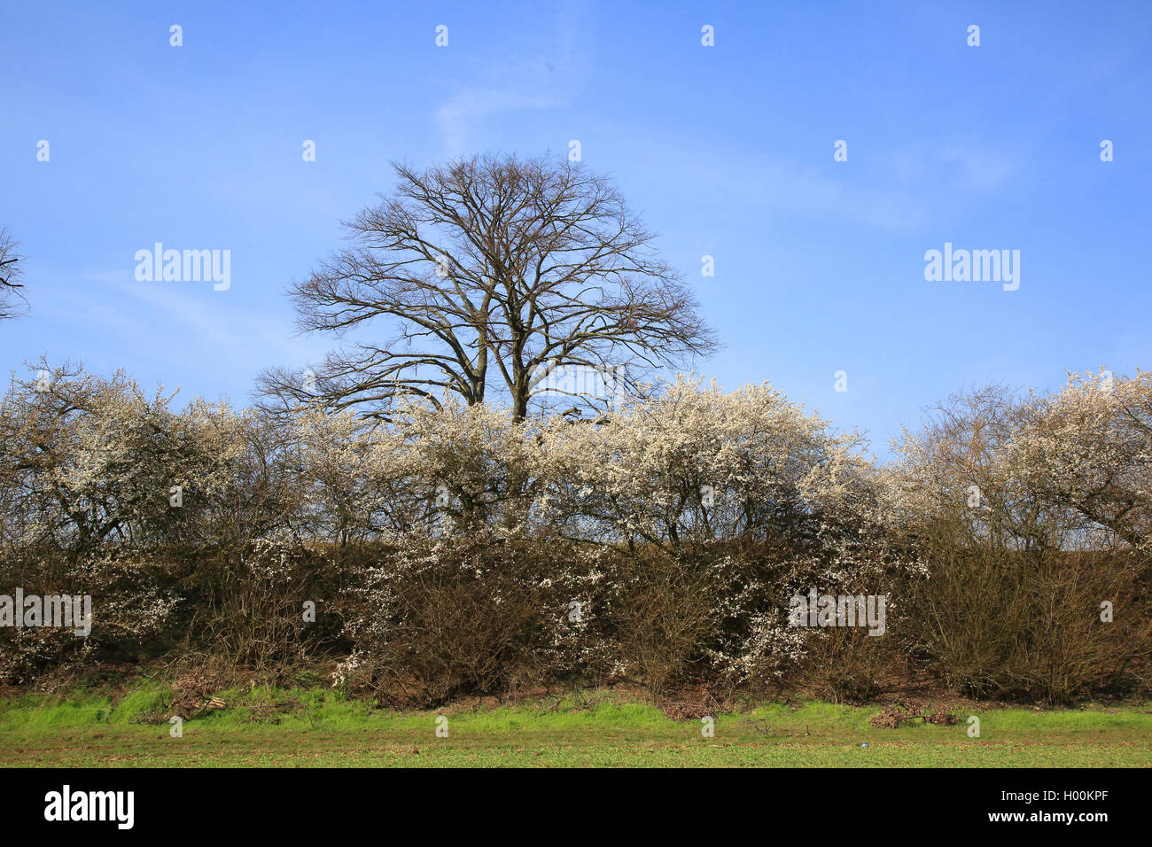 Blackthorn, Schlehe (Prunus spinosa), Hedge mit blühenden Schlehdorn und Ahorn im Hintergrund, Deutschland Stockfoto