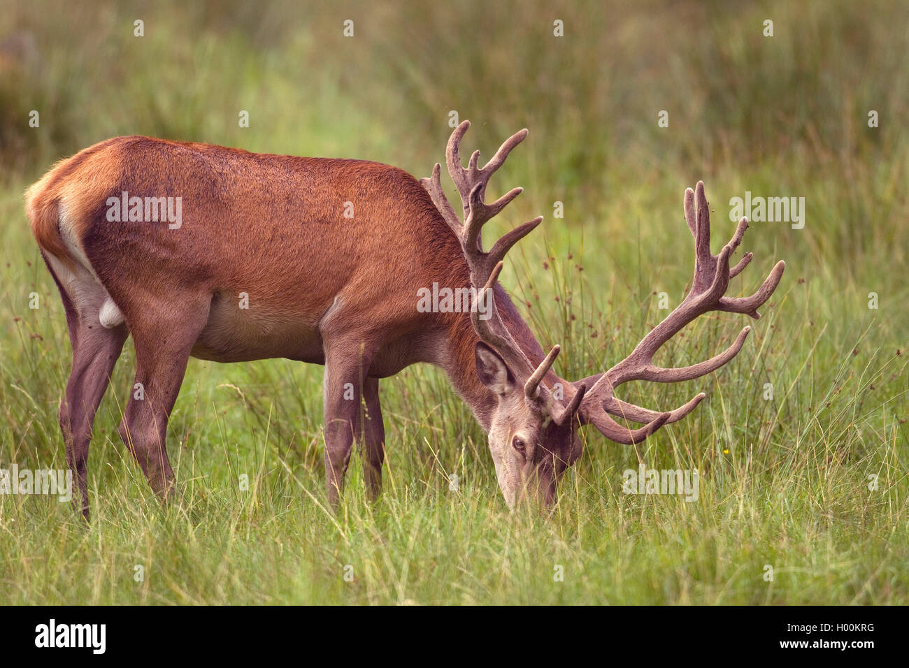 Red Deer (Cervus elaphus), Rotwild mit Samt, Deutschland, Niedersachsen Stockfoto