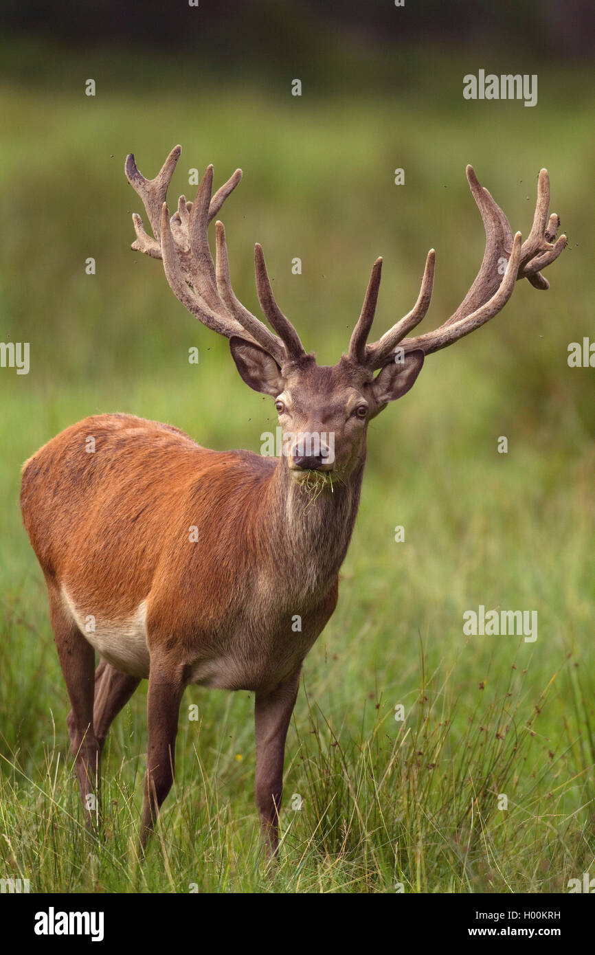 Red Deer (Cervus elaphus), Rotwild mit Samt, Deutschland, Niedersachsen Stockfoto