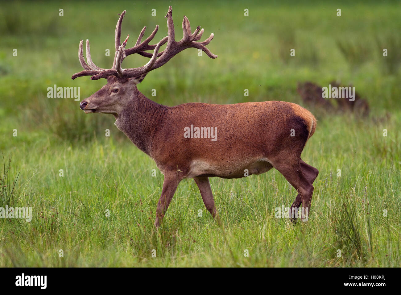 Red Deer (Cervus elaphus), Rotwild mit Samt, Deutschland, Niedersachsen Stockfoto