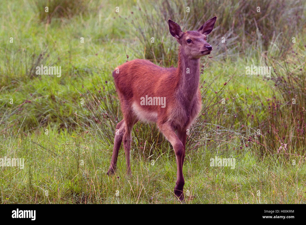 Red Deer (Cervus elaphus), Fawn, Deutschland, Niedersachsen Stockfoto