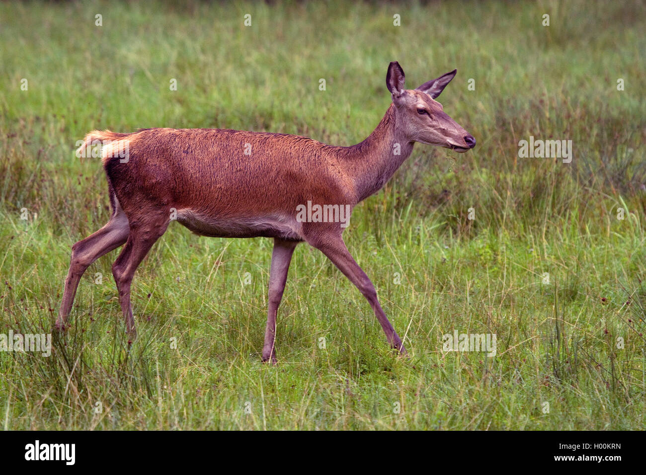 Red Deer (Cervus elaphus), weiblich, Deutschland, Niedersachsen Stockfoto