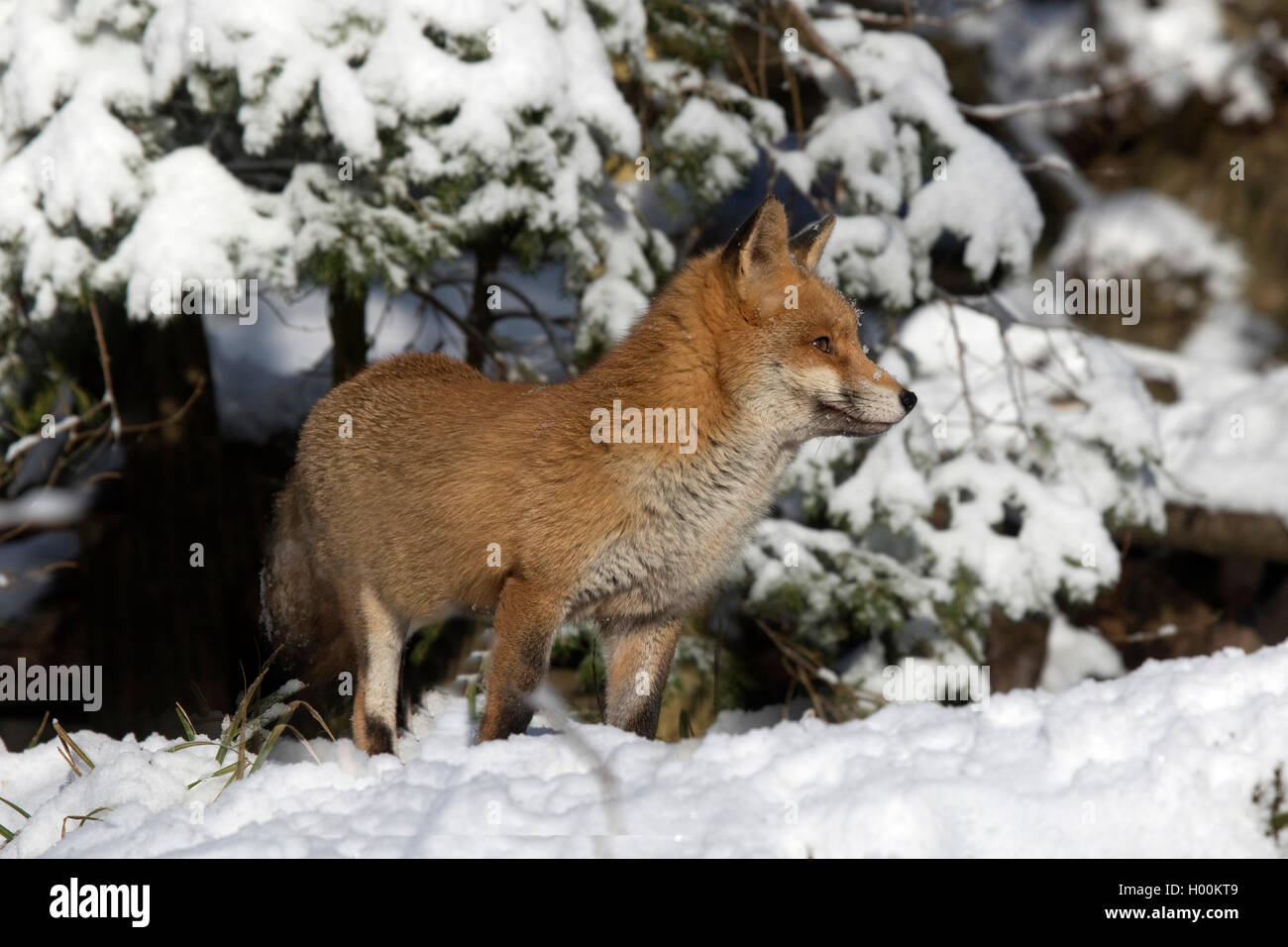 Red Fox (Vulpes vulpes), stehend im Schnee, Seitenansicht, Deutschland, Nordrhein-Westfalen Stockfoto