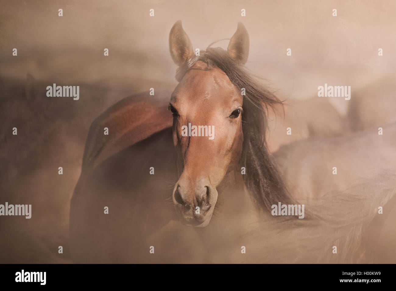 Braune Pferd Porträt im Staub Stockfoto