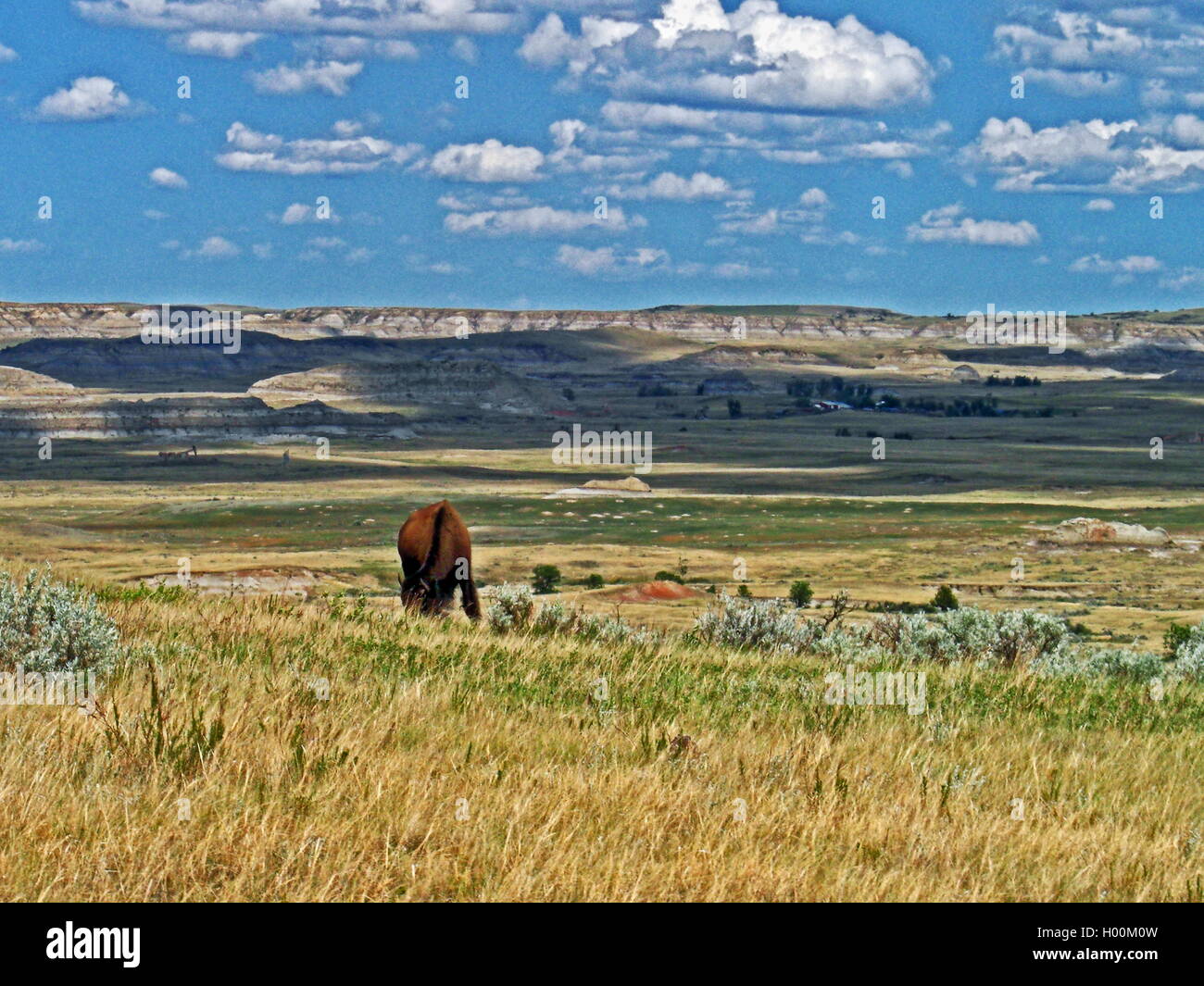 American Bison Buffalo Bull Weiden auf den Ebenen im Theodore-Roosevelt-Nationalpark in North Dakota USA Stockfoto