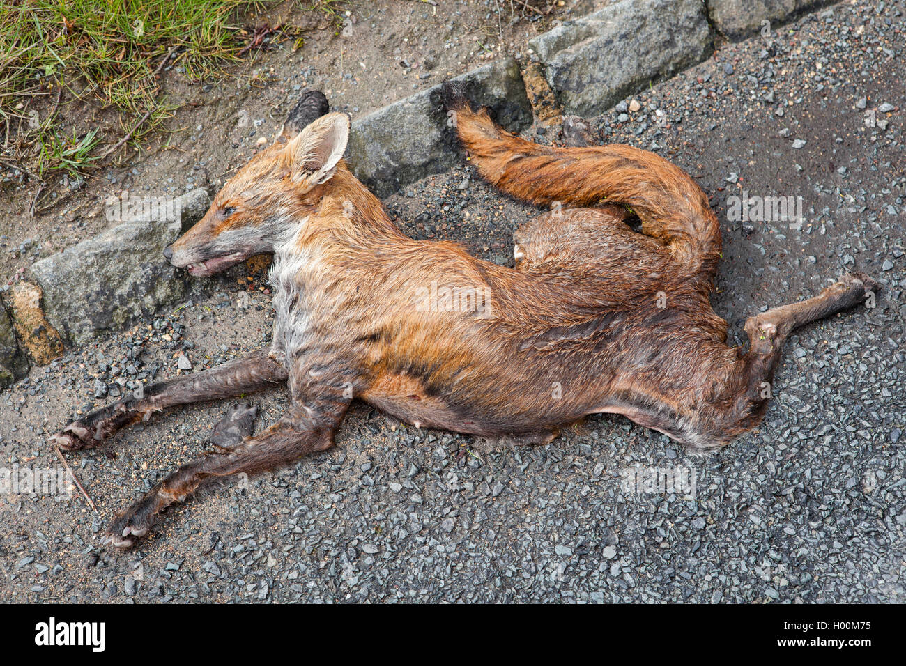 Roadkill, liegt ein Fuchs, abgeflacht und ausgetrocknet auf der Straße Fell und Körper noch intakt noch flach auf dem Rollfeld. Stockfoto