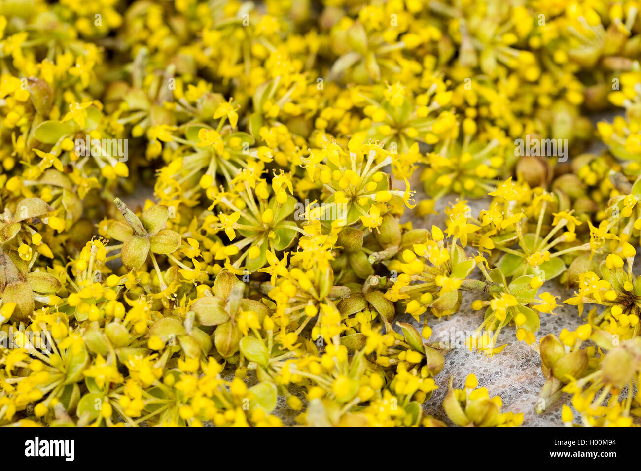 Carneol Kirschholz (Cornus Mas), sammelte Blumen werden getrocknet Stockfoto